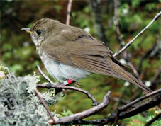 Bicknell's Thrush