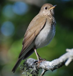 Bicknell's Thrush