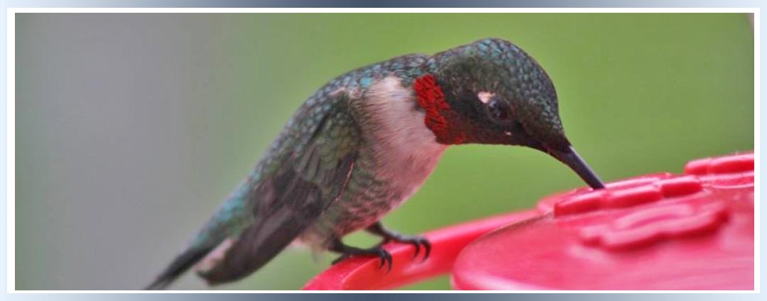 Hummingbird at the feeder